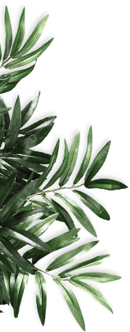 Finoit Green Plant
